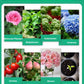 🌿🌱Achetez 3 pour 5 (8 bouteilles)🌼 Boostez Vos Plantes Et Vos Économies
