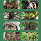 🌿🌱Achetez 3 pour 5 (8 bouteilles)🌼 Boostez Vos Plantes Et Vos Économies