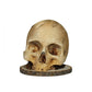 🎉 Soldes 2026 — Plus de 22 000 vendus ! 💀 Porte-couteau Gothique en Forme de Crâne – Décor de Cuisine Unique 🖤