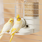 🎉 Soldes 2026 — Plus de 32 000 vendus ! 🐦 Mangeoire et Abreuvoir Automatique 2-en-1 pour Cage à Oiseaux – Design Gain de Place 💧